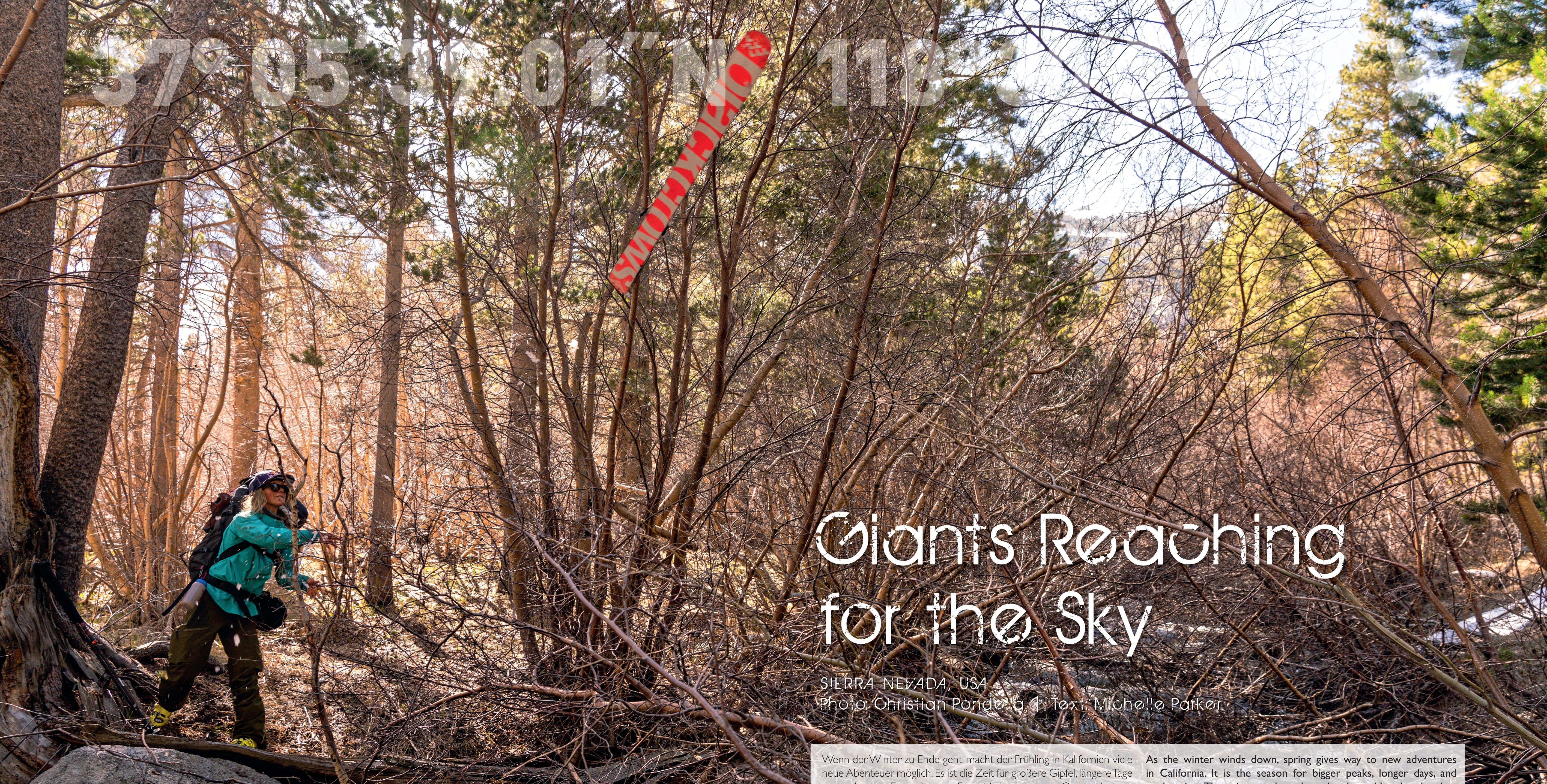 Giants Reaching for the Sky